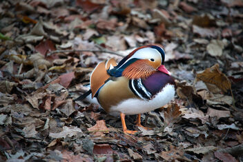 Mandarin duck. - Kostenloses image #468461